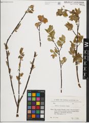 Foto von Salix iliensis Regel